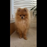 Pomeranian
