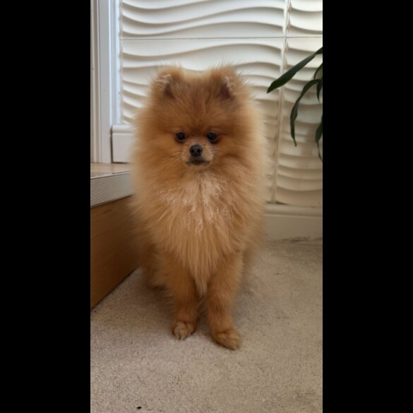 Pomeranian