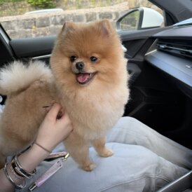 Pomeranian