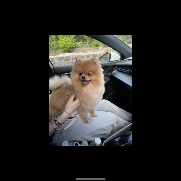 Pomeranian