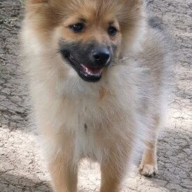 Pomeranian - Dogs