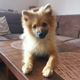 Pomeranian - Dogs