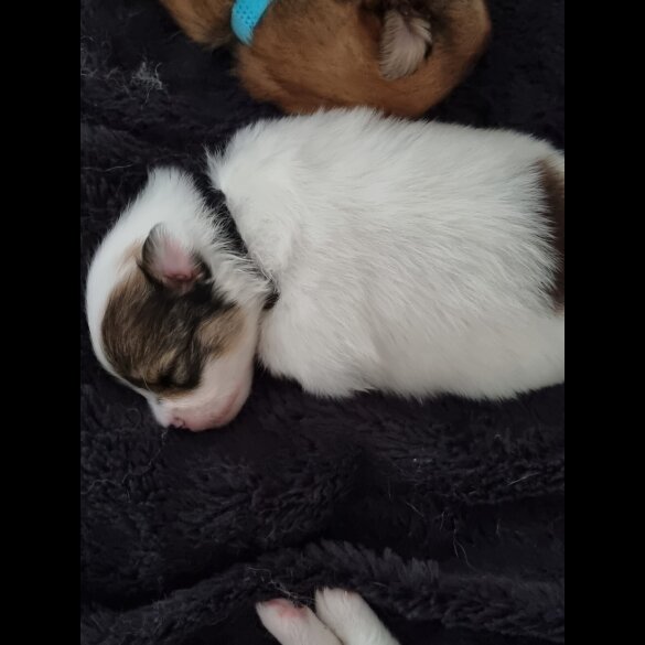 Pomeranian - Dogs
