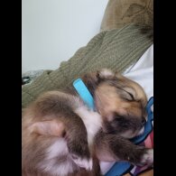 Pomeranian - Dogs
