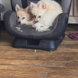 Pomeranian - Dogs