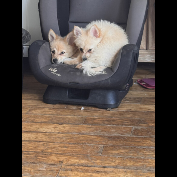 Pomeranian - Dogs