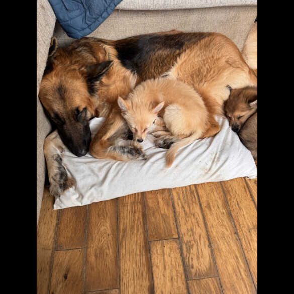 Pomeranian - Dogs
