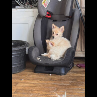 Pomeranian - Dogs