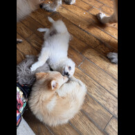 Pomeranian - Dogs