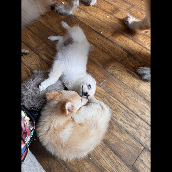 Pomeranian - Dogs