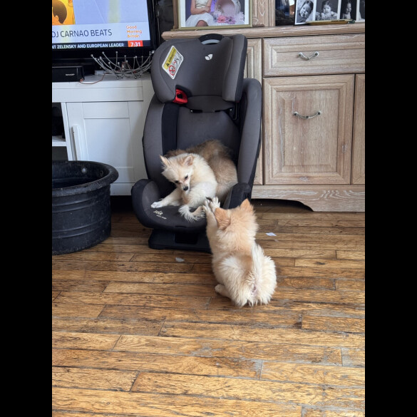 Pomeranian - Dogs