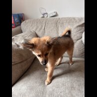 Pomeranian - Dogs