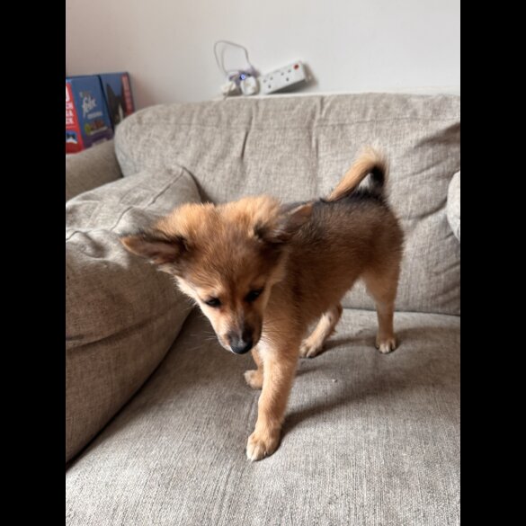 Pomeranian - Dogs