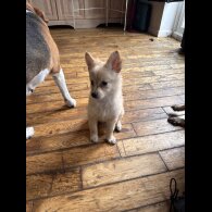 Pomeranian - Dogs