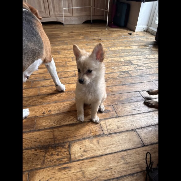 Pomeranian - Dogs
