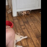 Pomeranian - Dogs