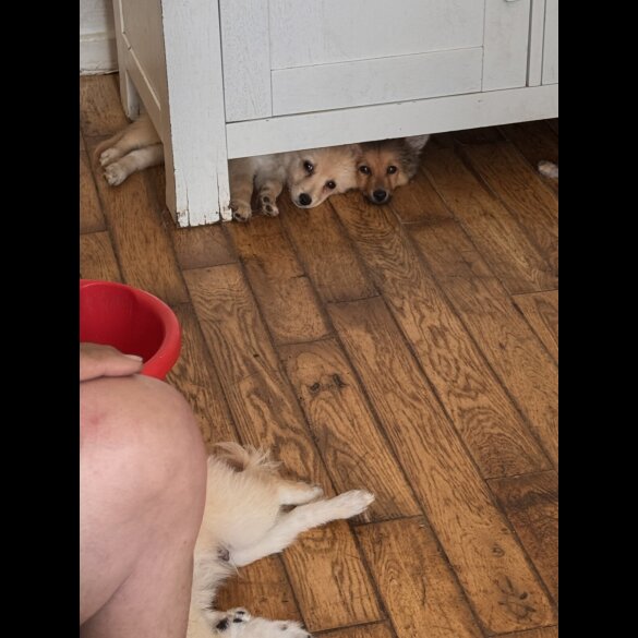Pomeranian - Dogs