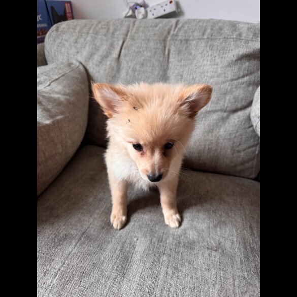 Pomeranian - Dogs