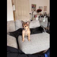 Pomeranian - Dogs