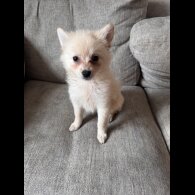 Pomeranian - Dogs