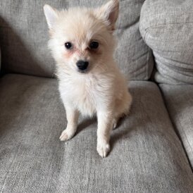 Pomeranian - Dogs
