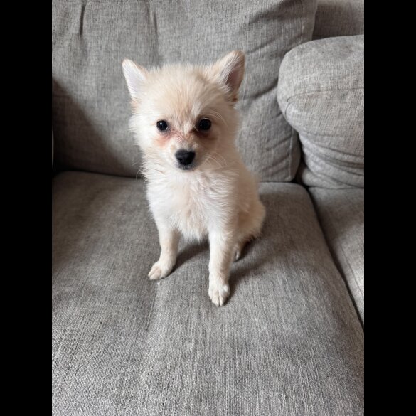 Pomeranian - Dogs