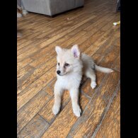 Pomeranian - Dogs