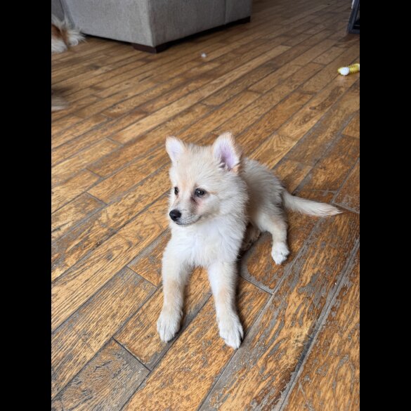 Pomeranian - Dogs