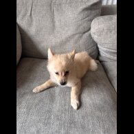 Pomeranian - Dogs