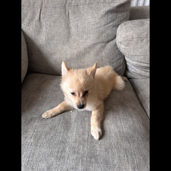 Pomeranian - Dogs