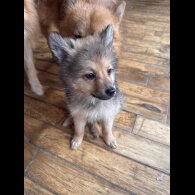 Pomeranian - Dogs