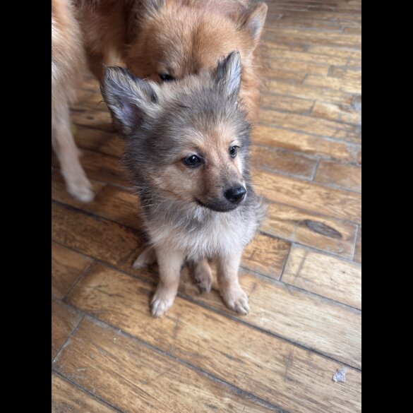 Pomeranian - Dogs