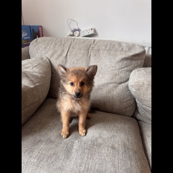 Pomeranian - Dogs