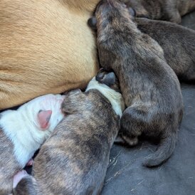 Presa Canario - Both