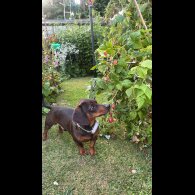 Dachshund (Standard &amp; Miniature)