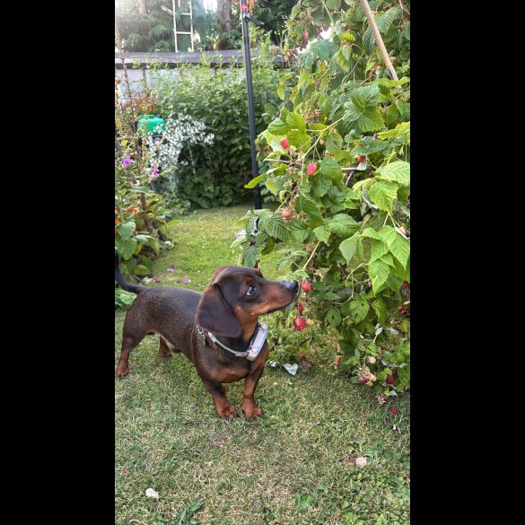 Dachshund (Standard &amp; Miniature)
