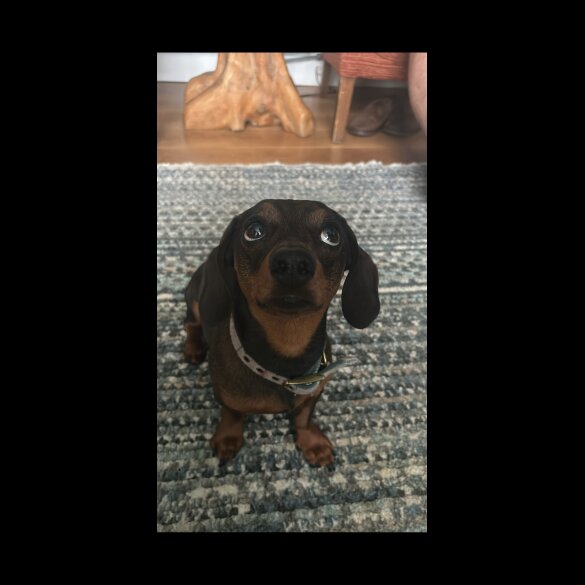 Dachshund (Standard &amp; Miniature)
