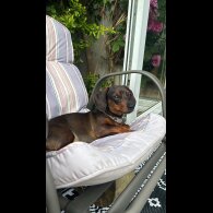 Dachshund (Standard &amp; Miniature)