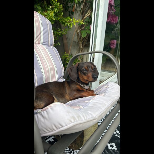 Dachshund (Standard &amp; Miniature)