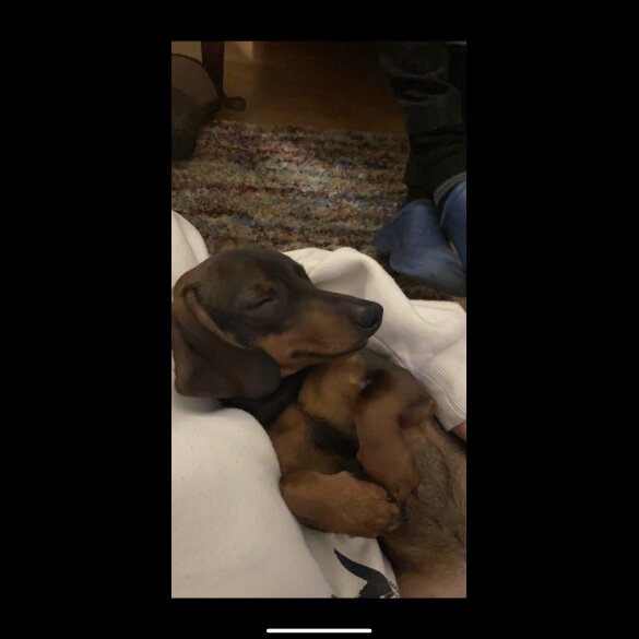 Dachshund (Standard &amp; Miniature)