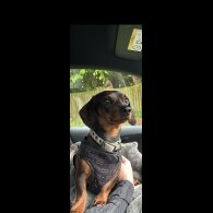 Dachshund (Standard &amp; Miniature)
