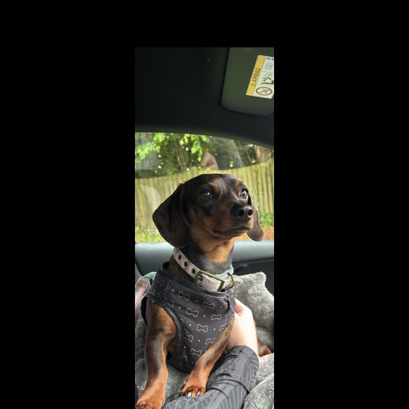 Dachshund (Standard &amp; Miniature)