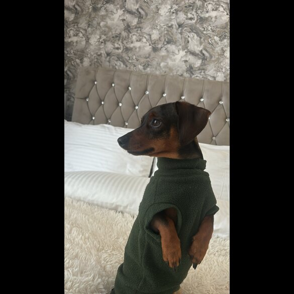 Dachshund (Standard &amp; Miniature)