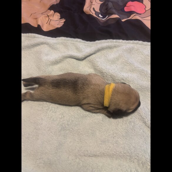 Pug - Both