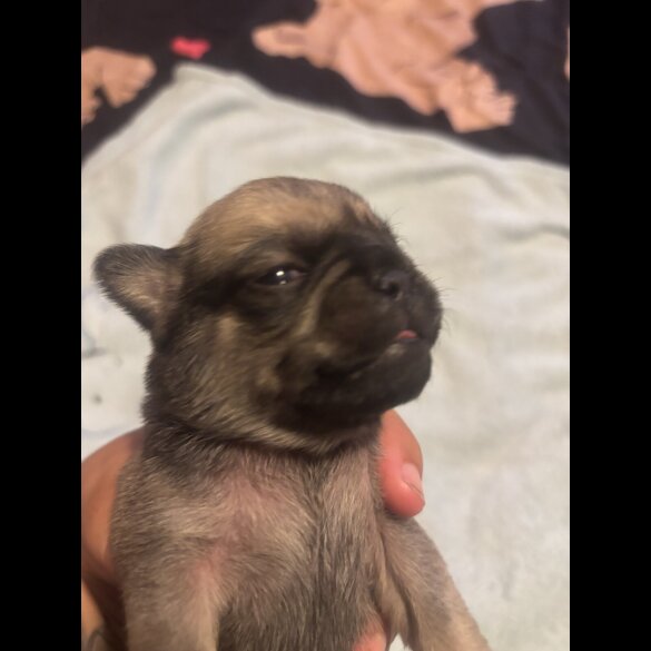 Pug - Both