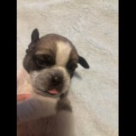 Pug - Both