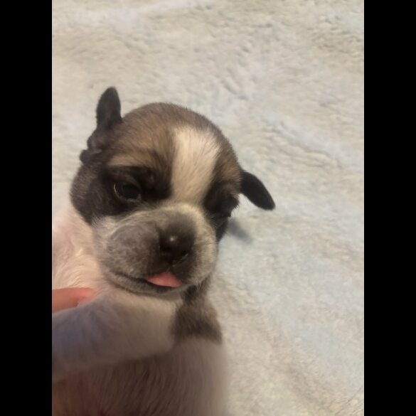 Pug - Both