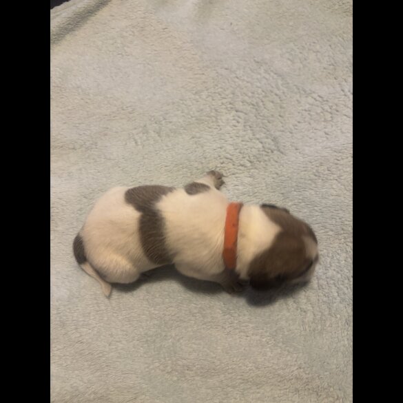 Pug - Both