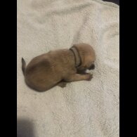 Pug - Both
