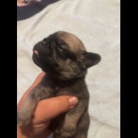 Pug - Both